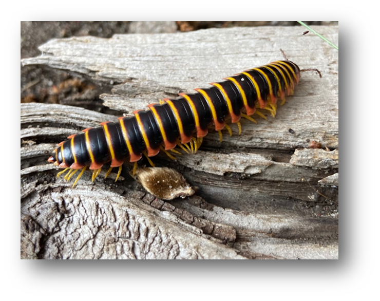 Foraging cherry millipede_ Page county_ VA. byn SL Wendt